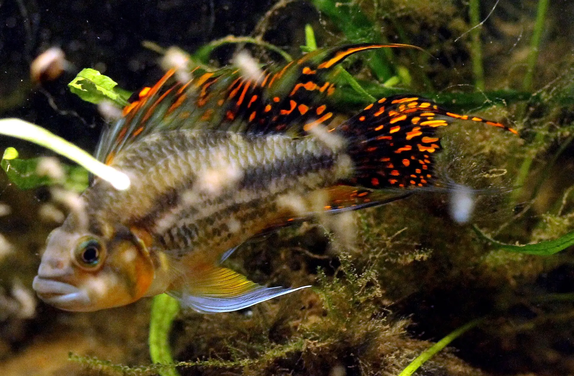 Adult male Apistogramma Cacatuoides