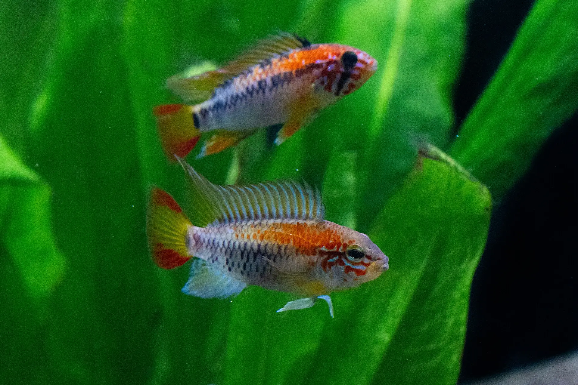 ApistogrammaMacmasteri