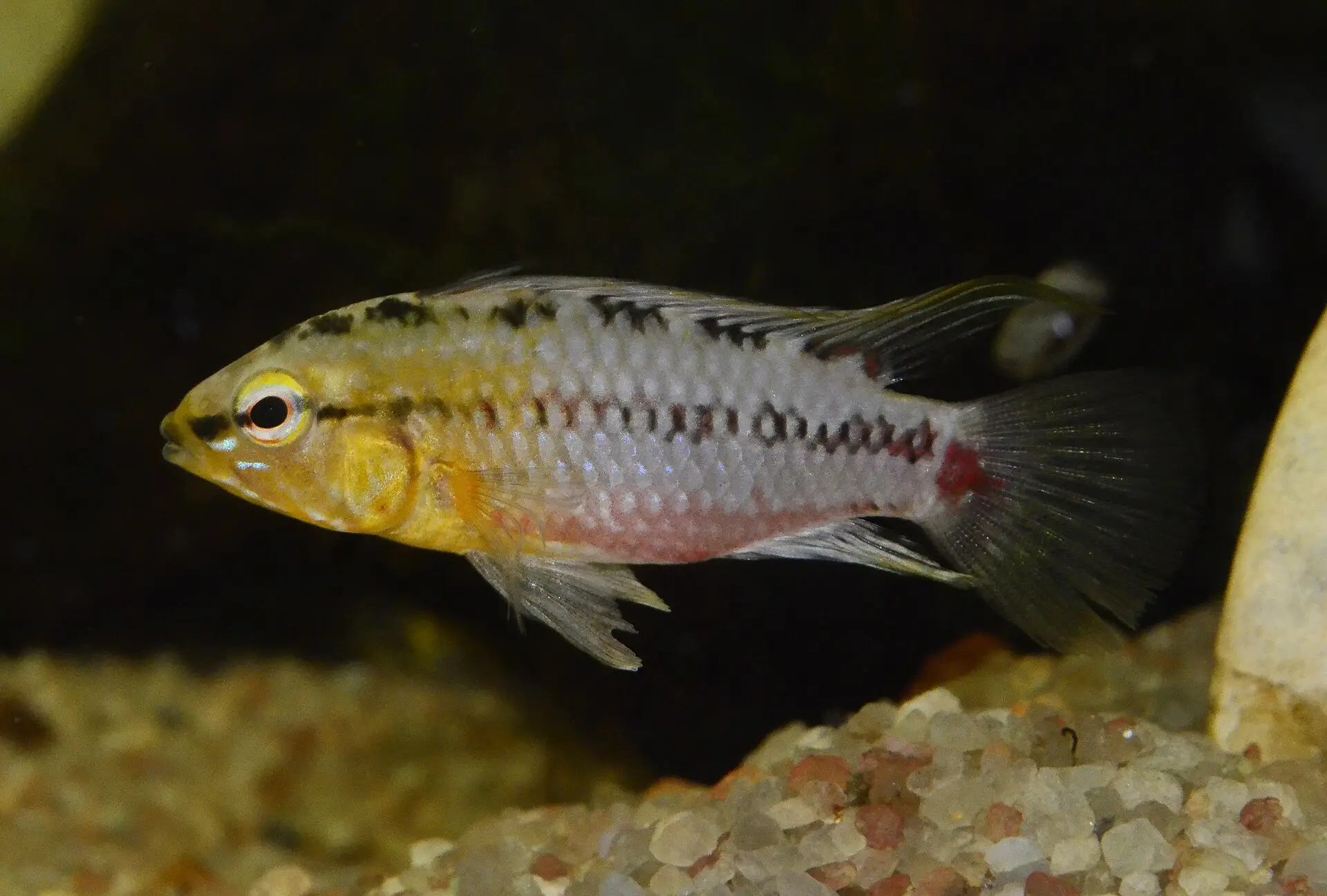Apistogramma hongsloi