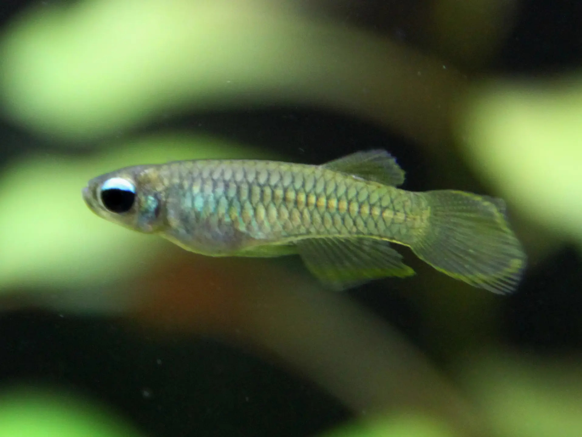 Aplocheilichthys normani 3