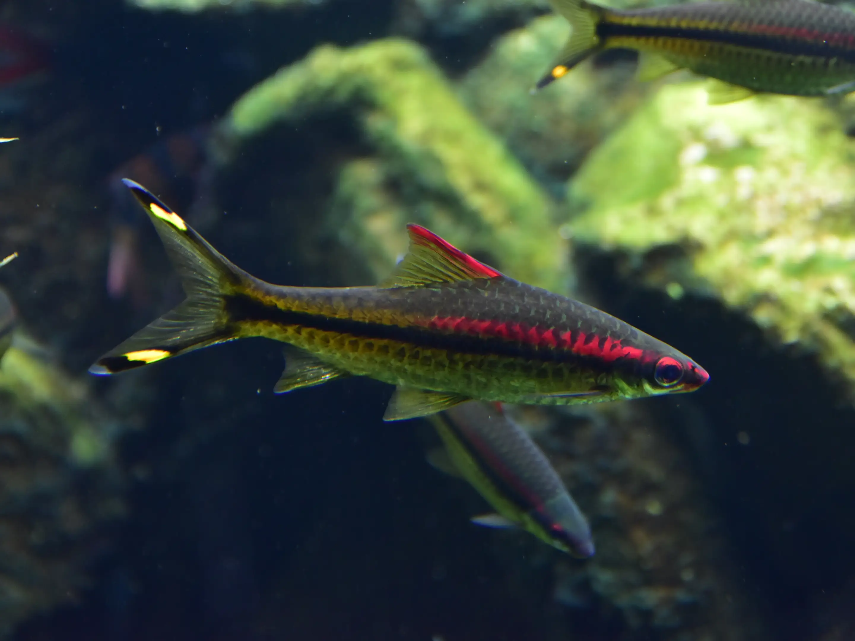 Cyprinidae Sahyadria denisonii 1.2