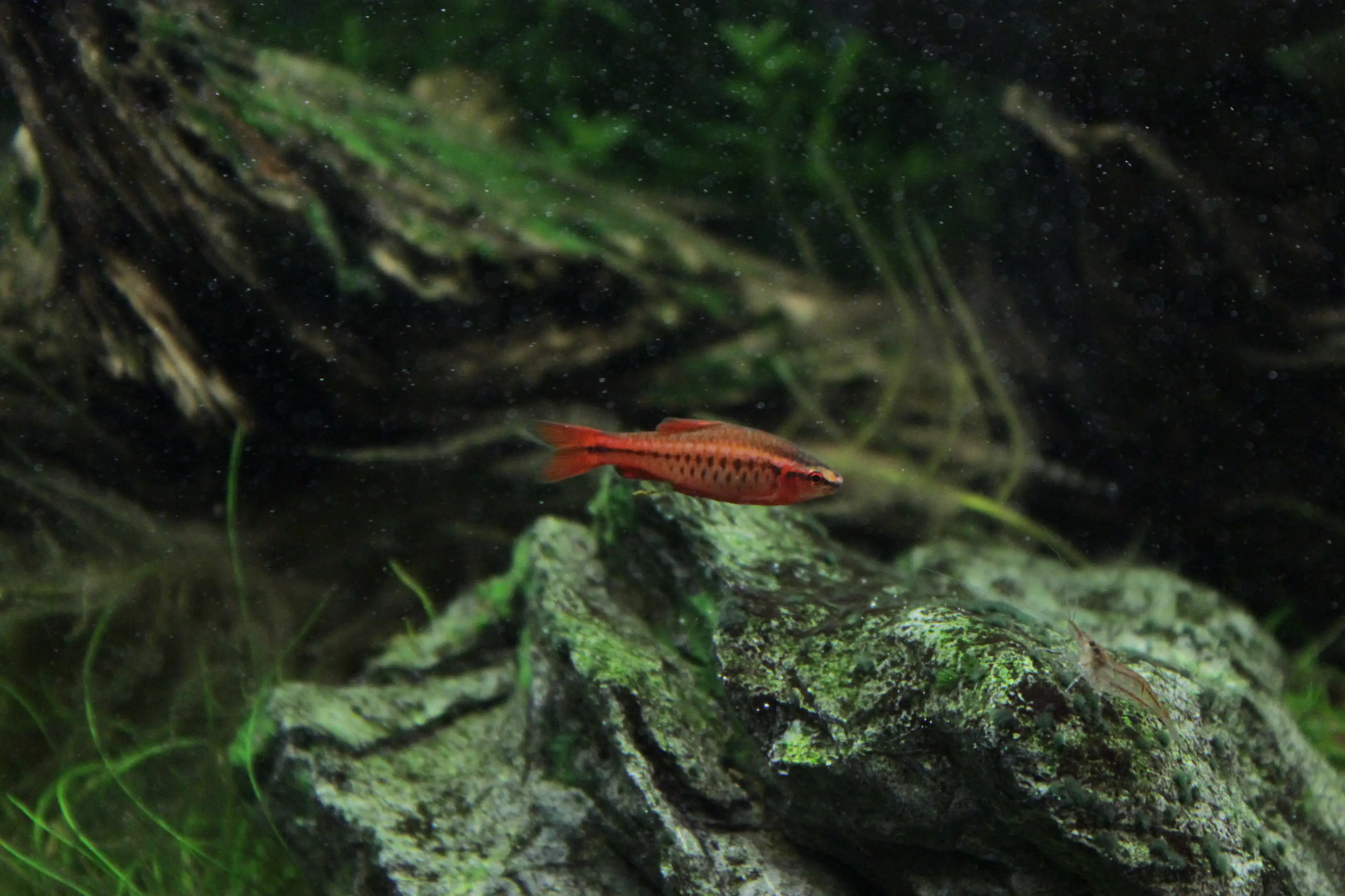 Rohanella titteya