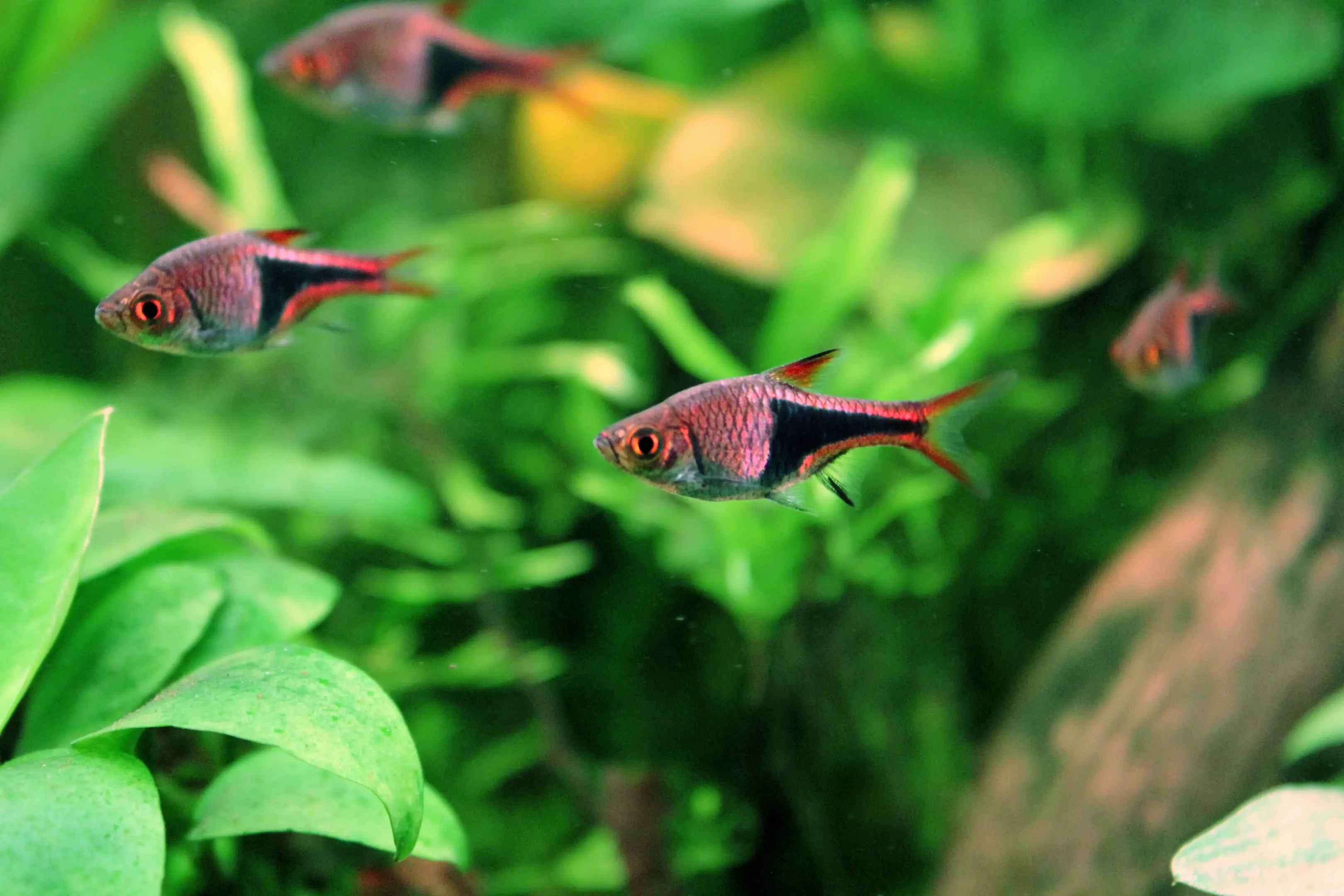 Trigonostigma heteromorpha