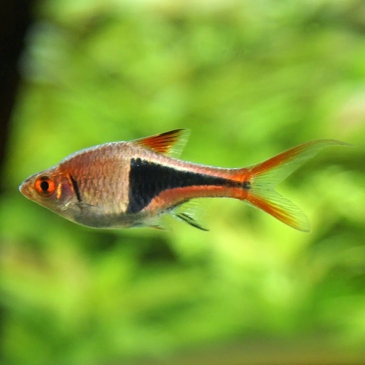 Trigonostigma heteromorpha1