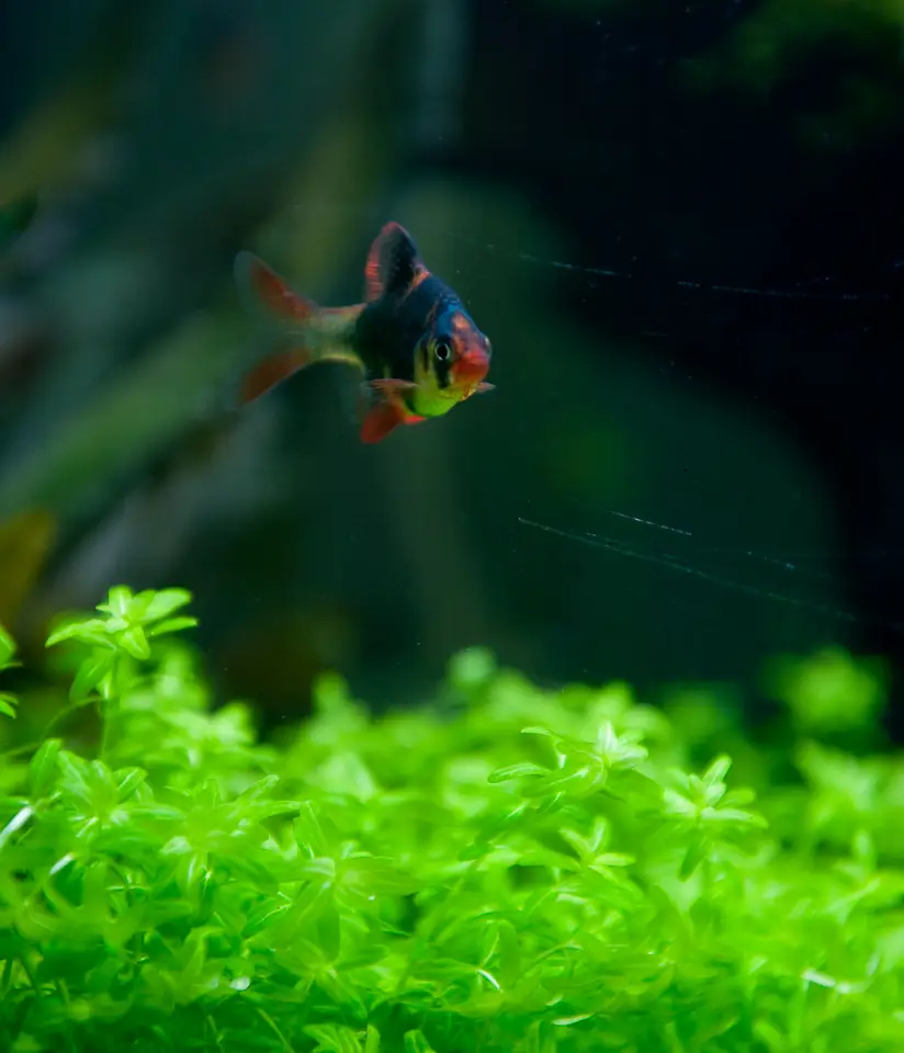 green tiger barb