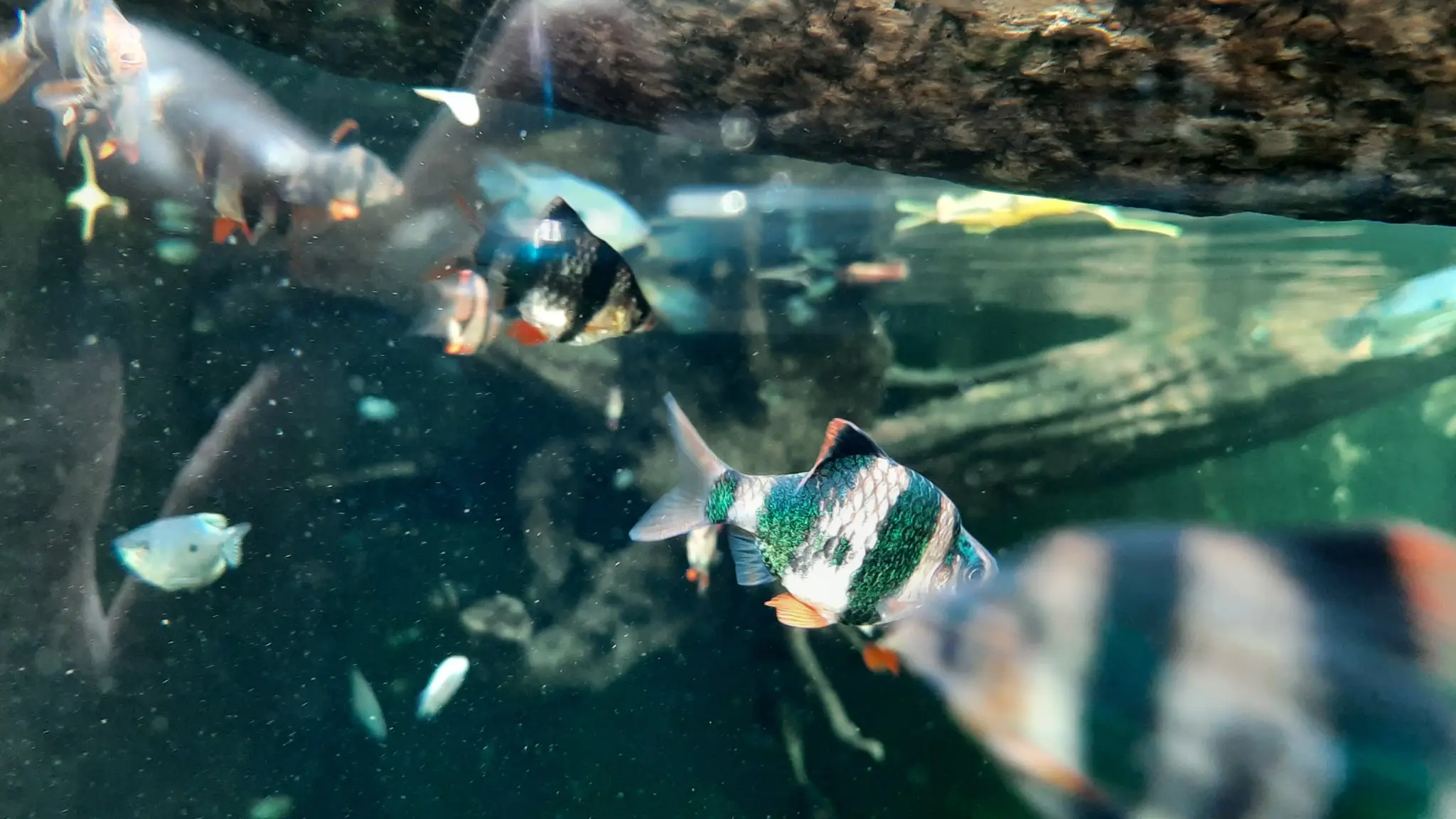 green tiger barb