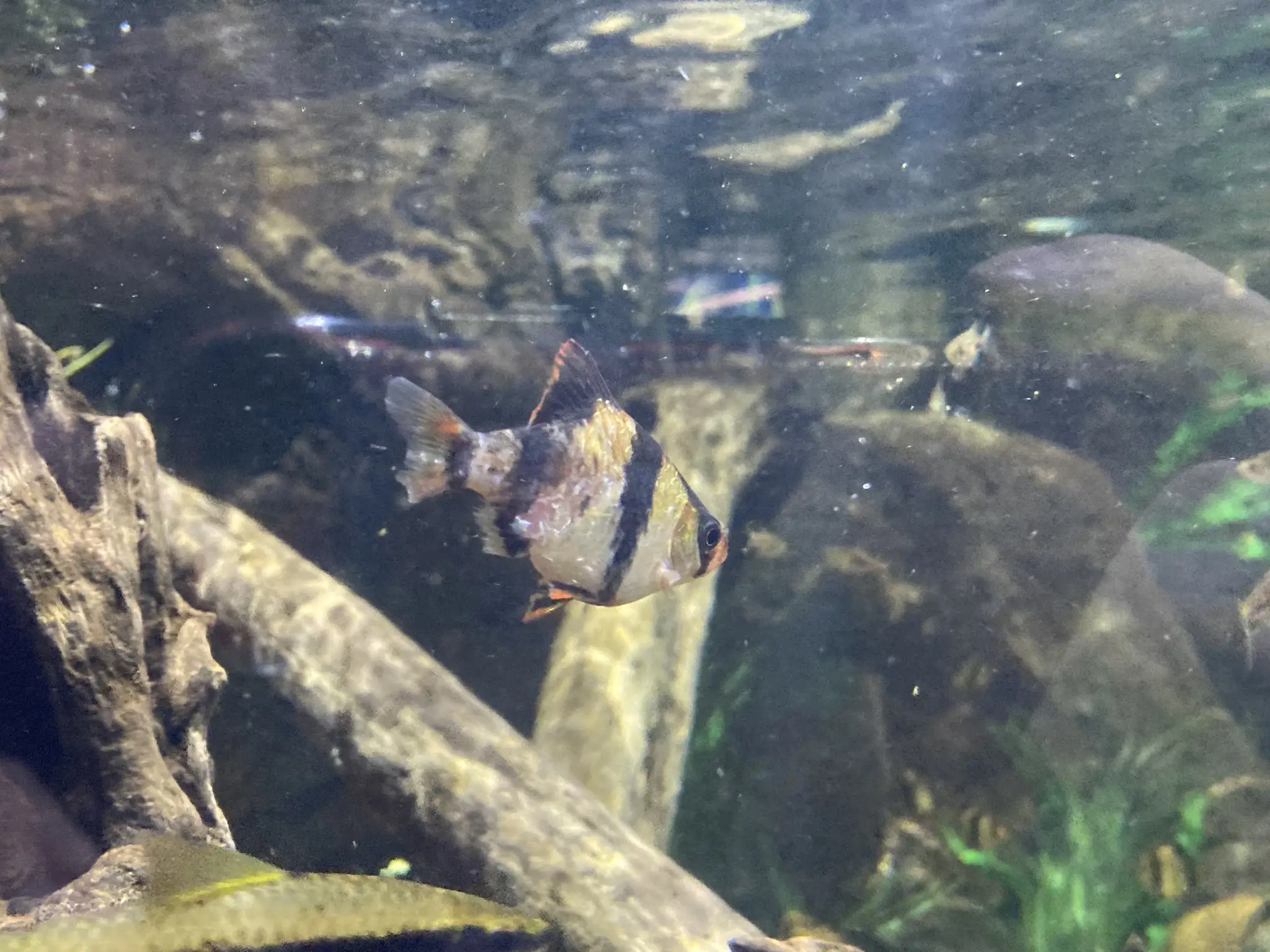 Barbo sumatrano tigre