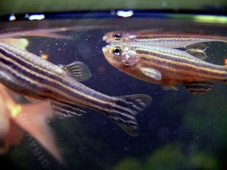 Qué filtro necesita tu acuario según sus litros