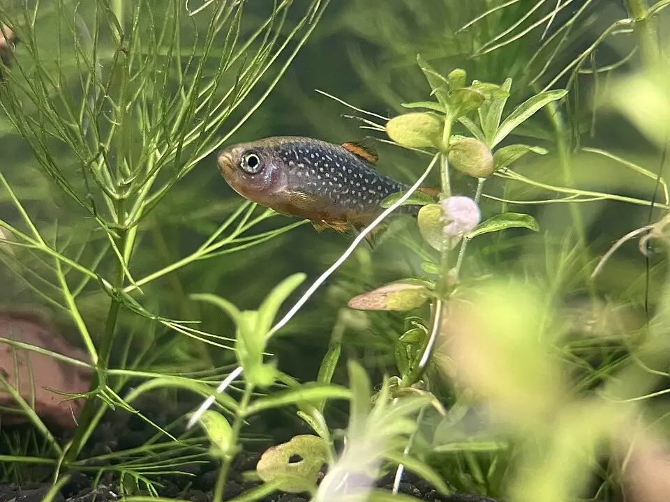 Danio margaritatus