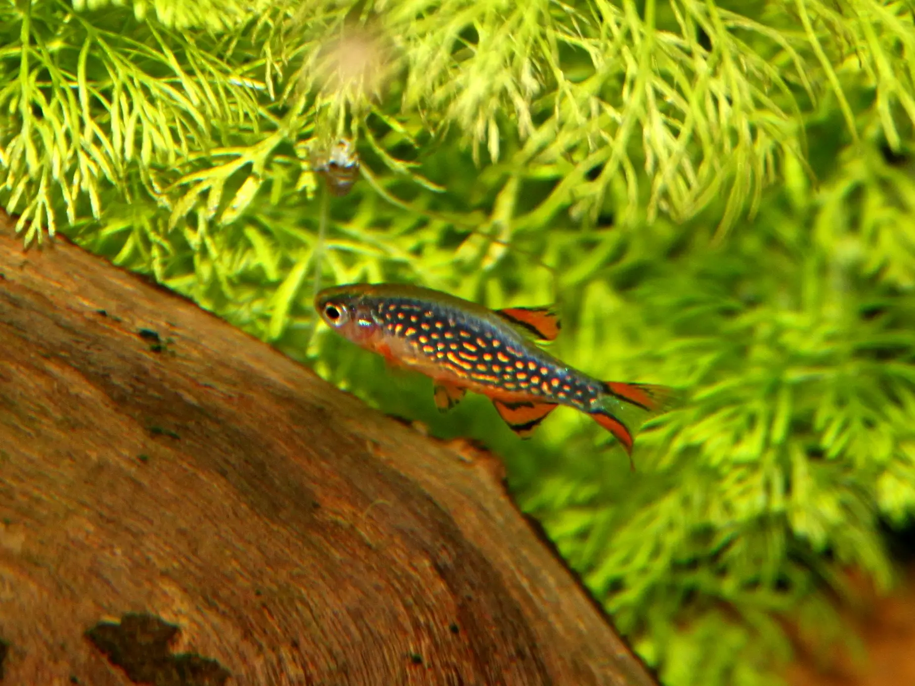 Danio margaritatus male