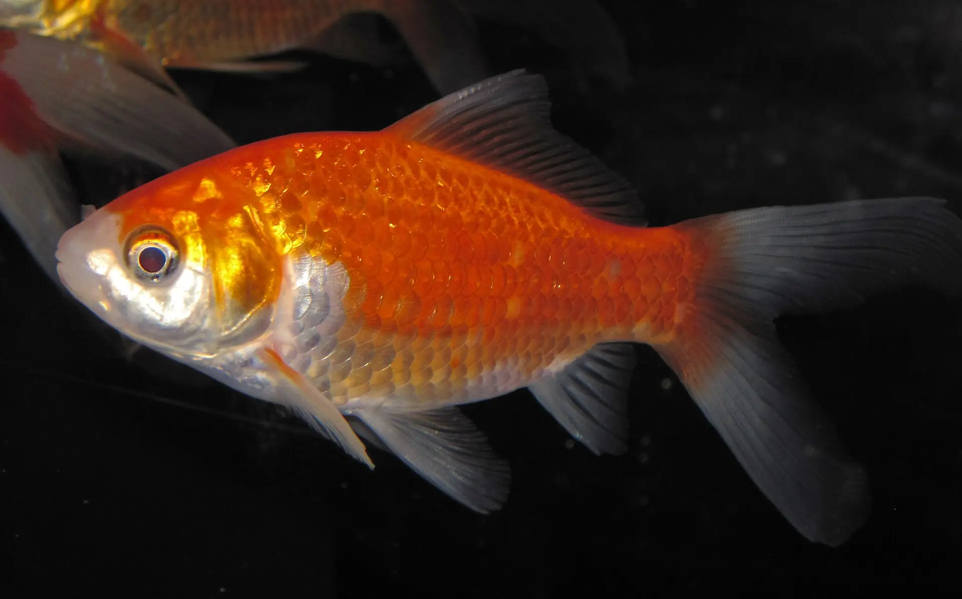 arassius auratus auratus (goldfish)