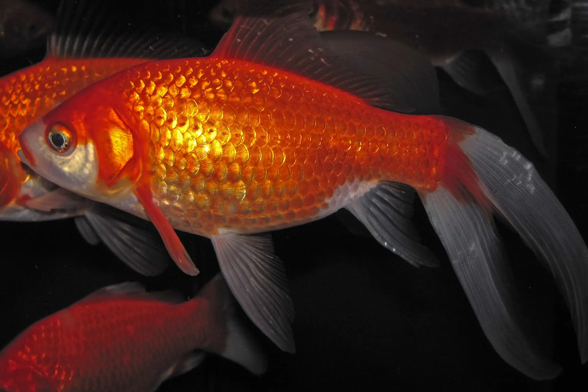 Carassius auratus auratus (goldfish)