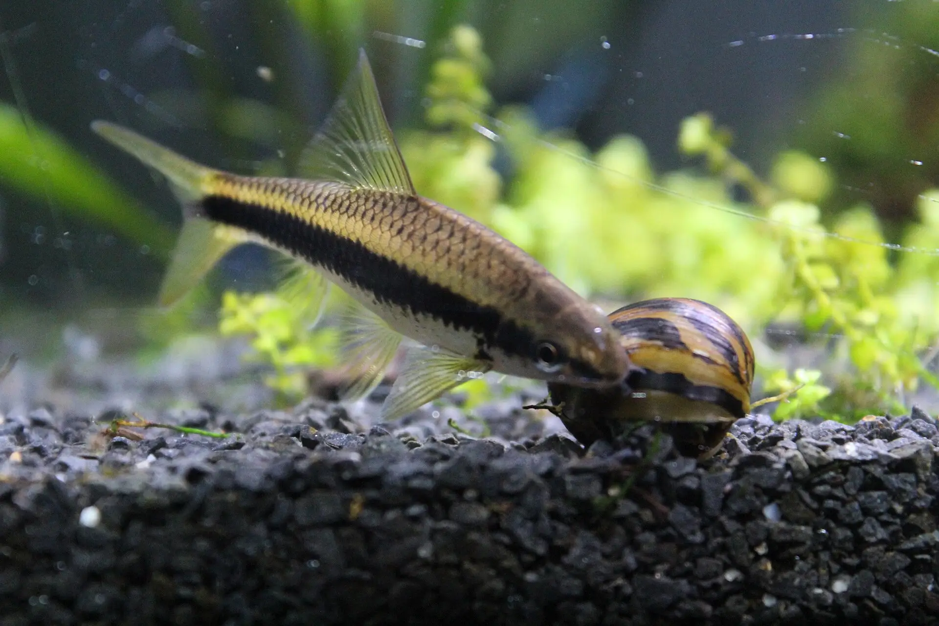 Siamese algae-eater