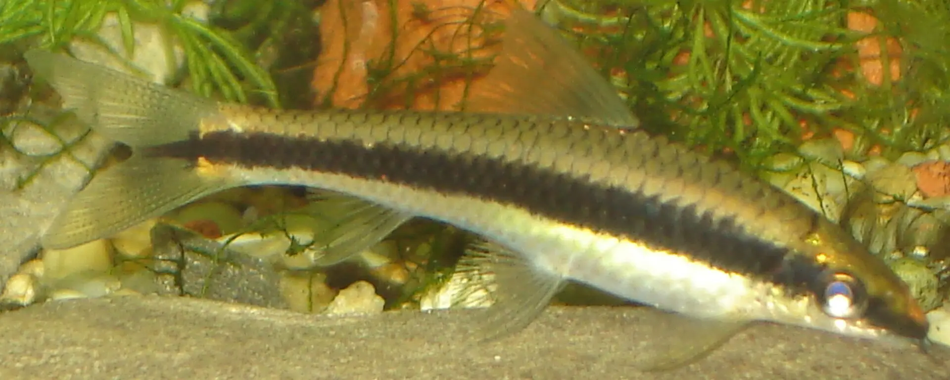 Crossocheilus siamensis by Ark
