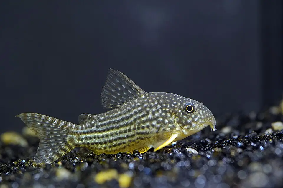 Callichthyidae