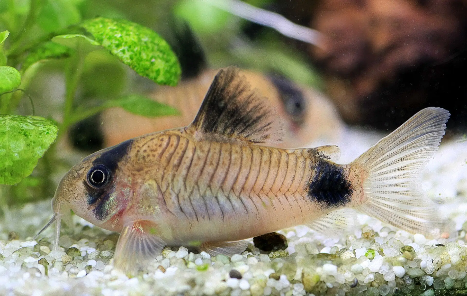 Corydoras panda