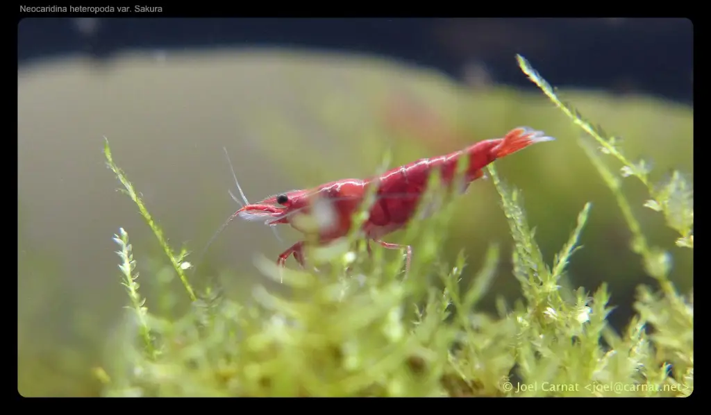 Neocaridina heteropoda var. Sakura