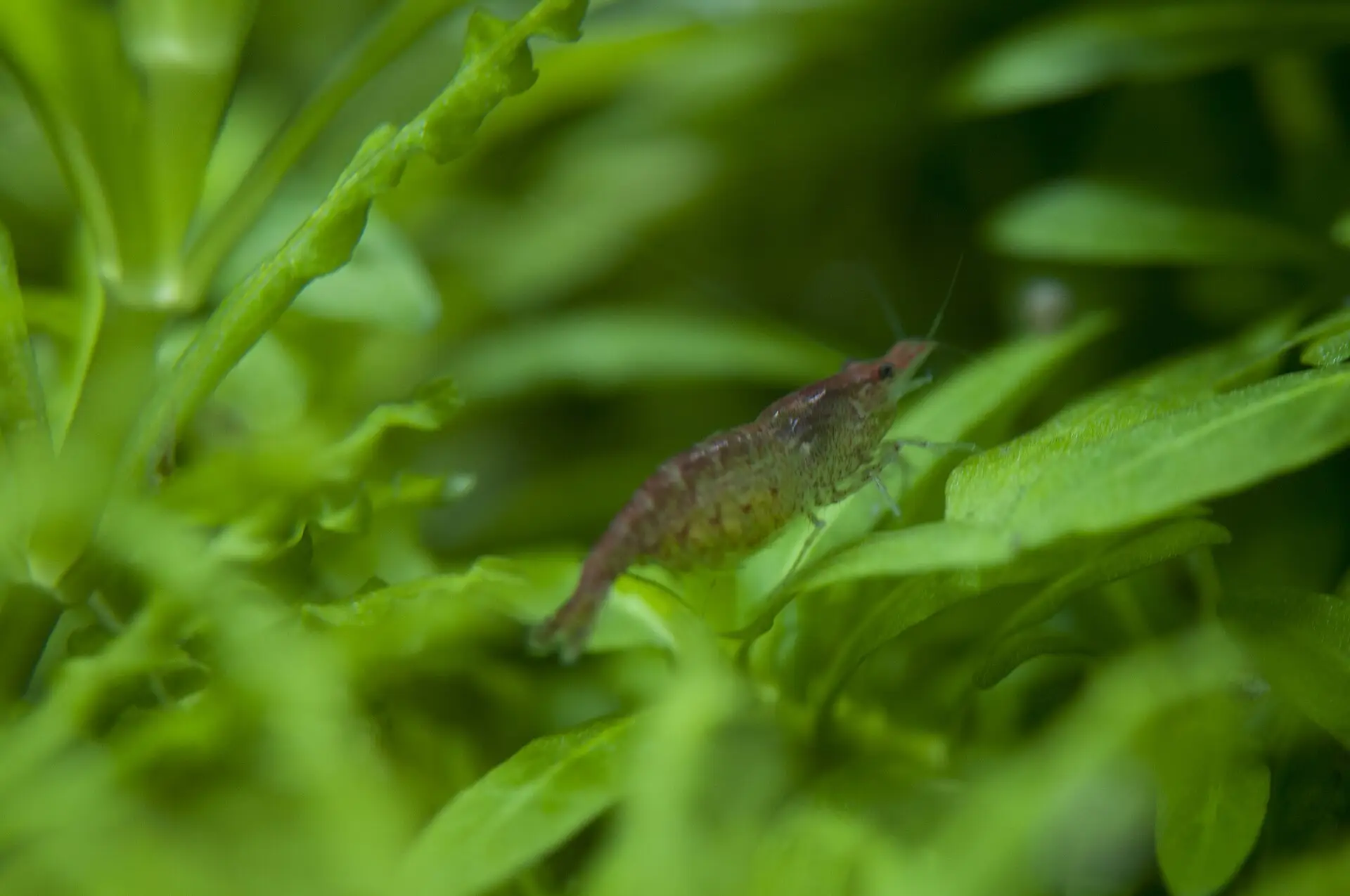 Neocaridina Red Cherry