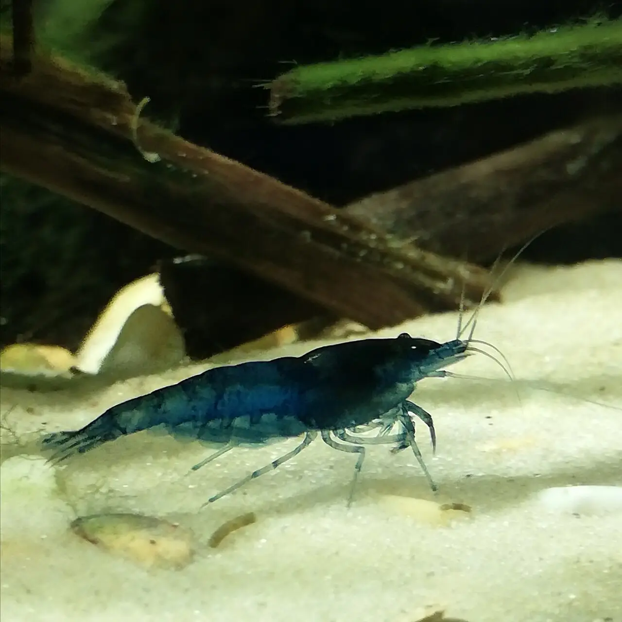 Neocaridina Blue Dream
