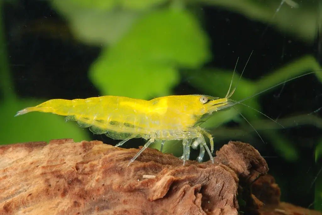 Neocaridina amarilla