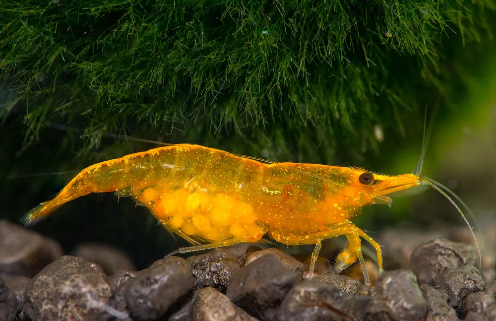 Neocaridina Orange Sakura