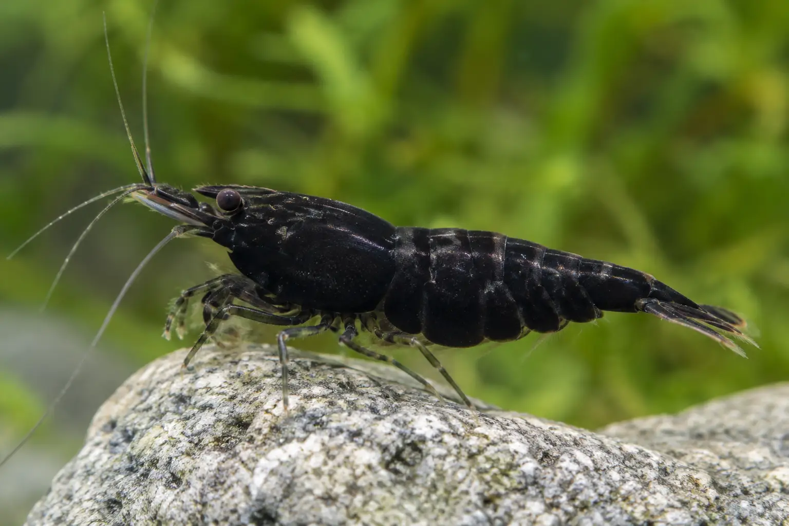 Neocaridina davidi