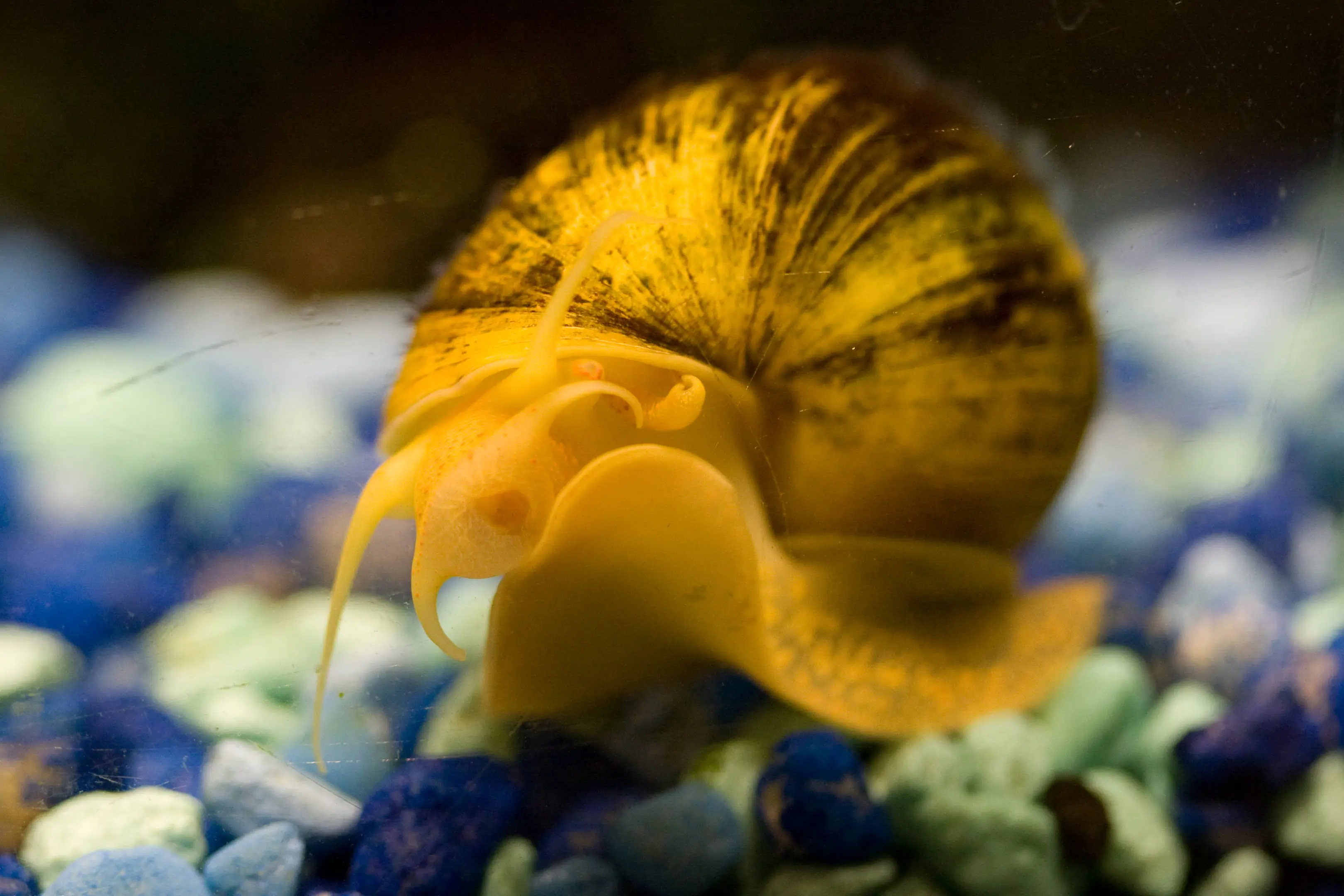 snail