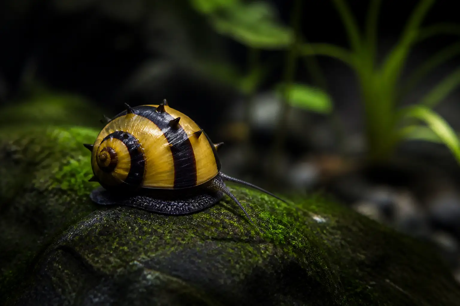 Caracol cuerno