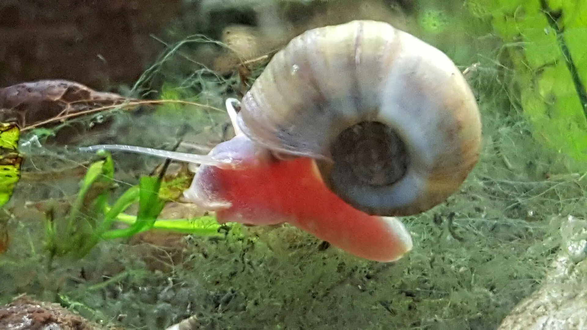 Planorbis