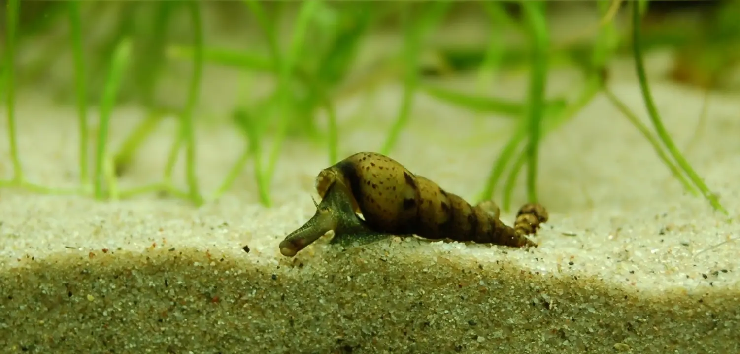 Melanoides