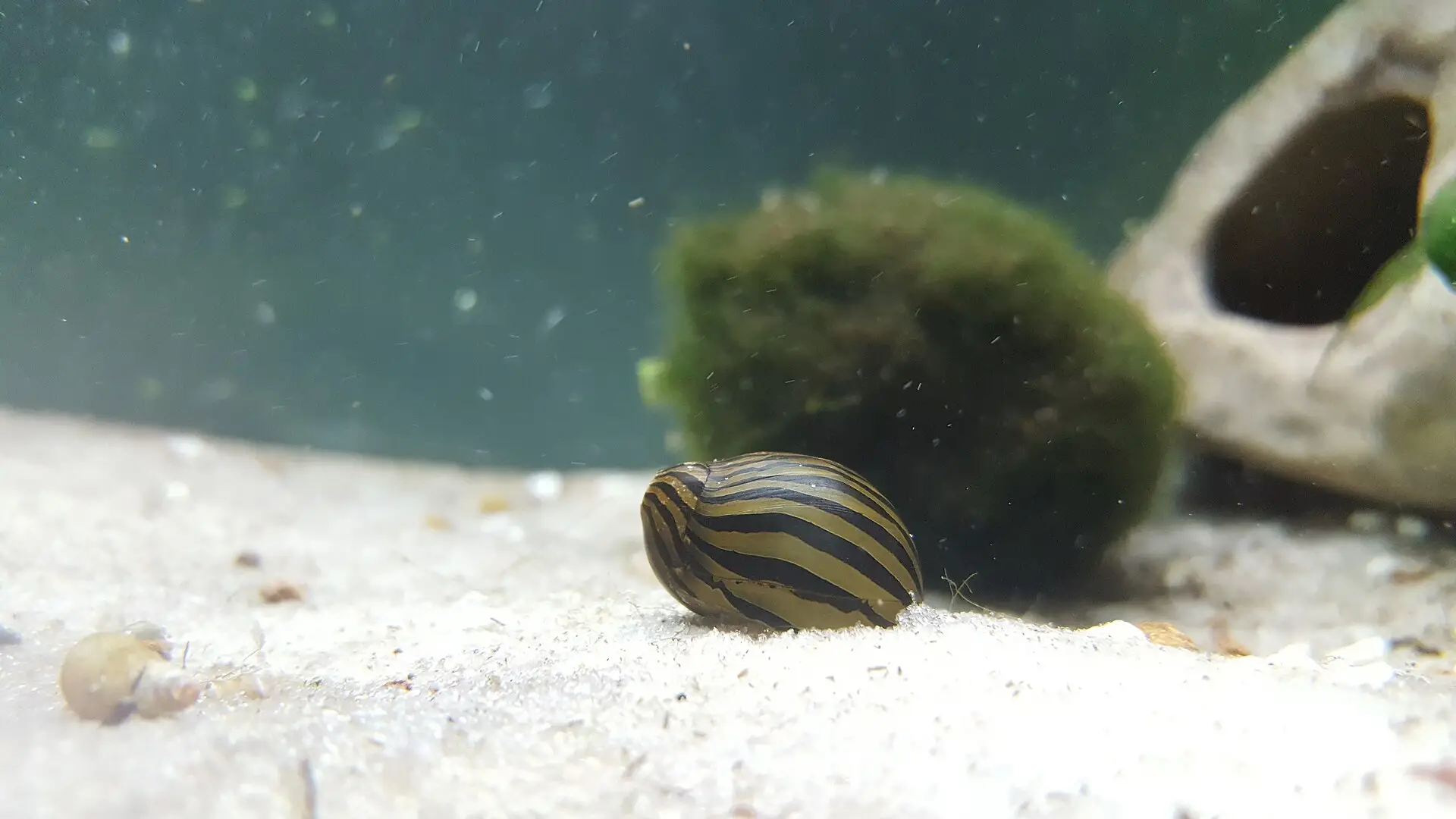 Neritina cebra
