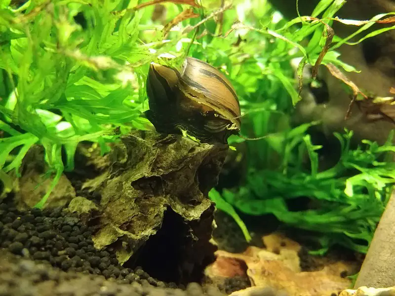 Neritina natalensis