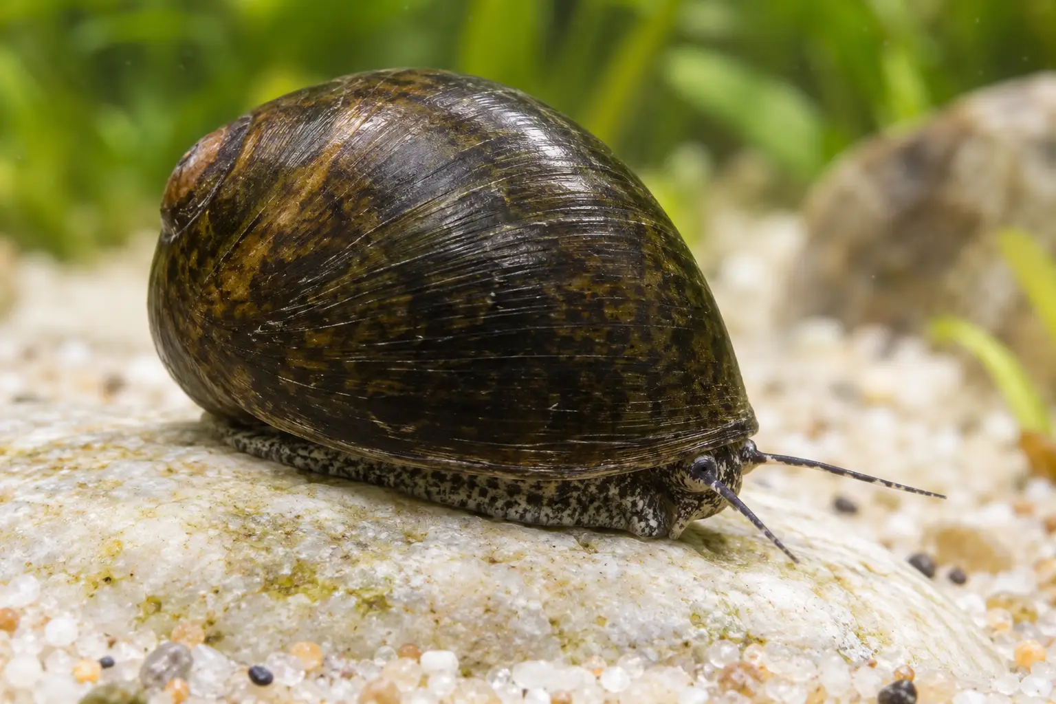 Neritina pulligera