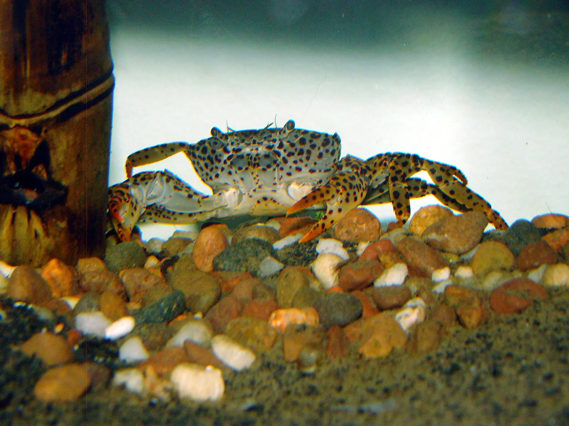 Cangrejo pantera