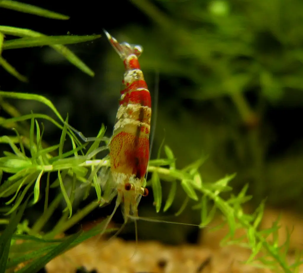 Crystal red shrimp