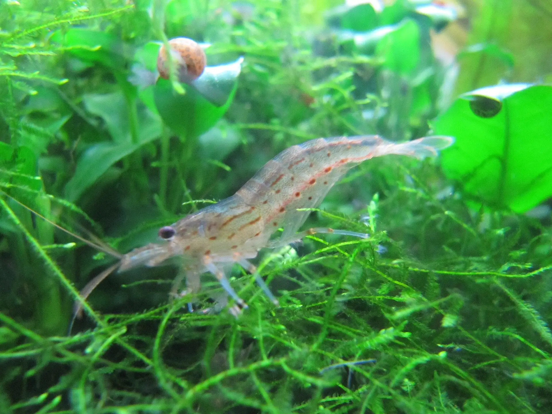 Gamba Amano