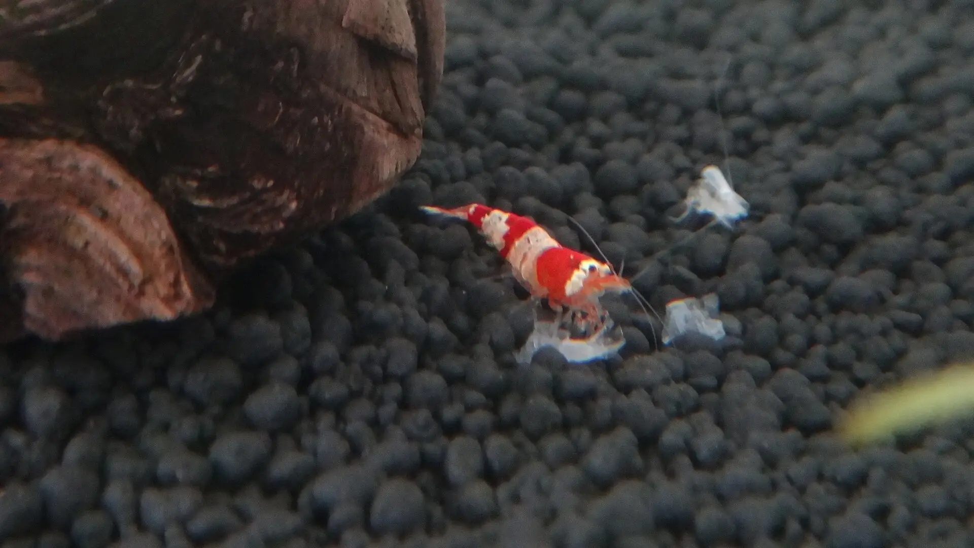 Caridinas