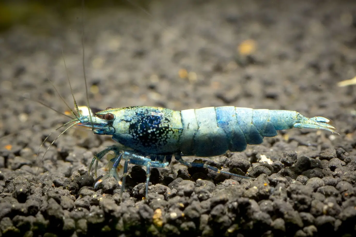 Blue Bolt