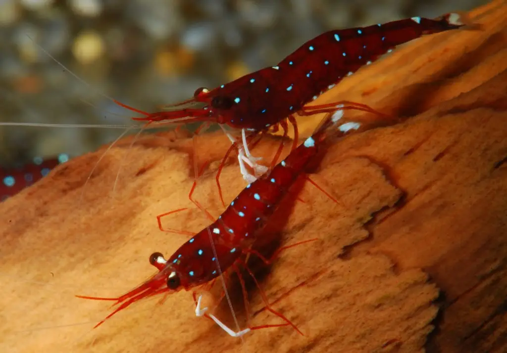 Gamba cardenal de Célebes