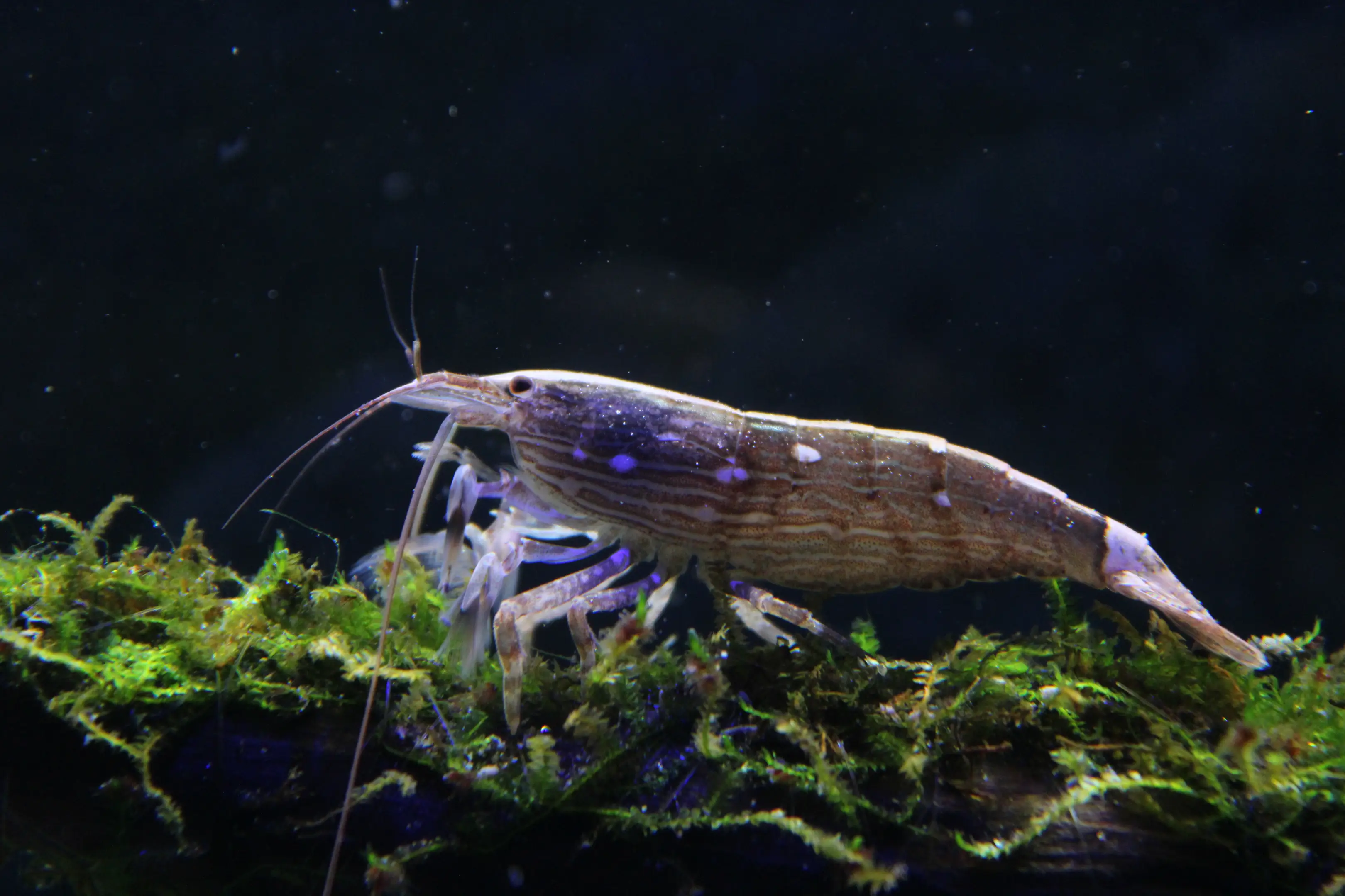 Gamba filtradora