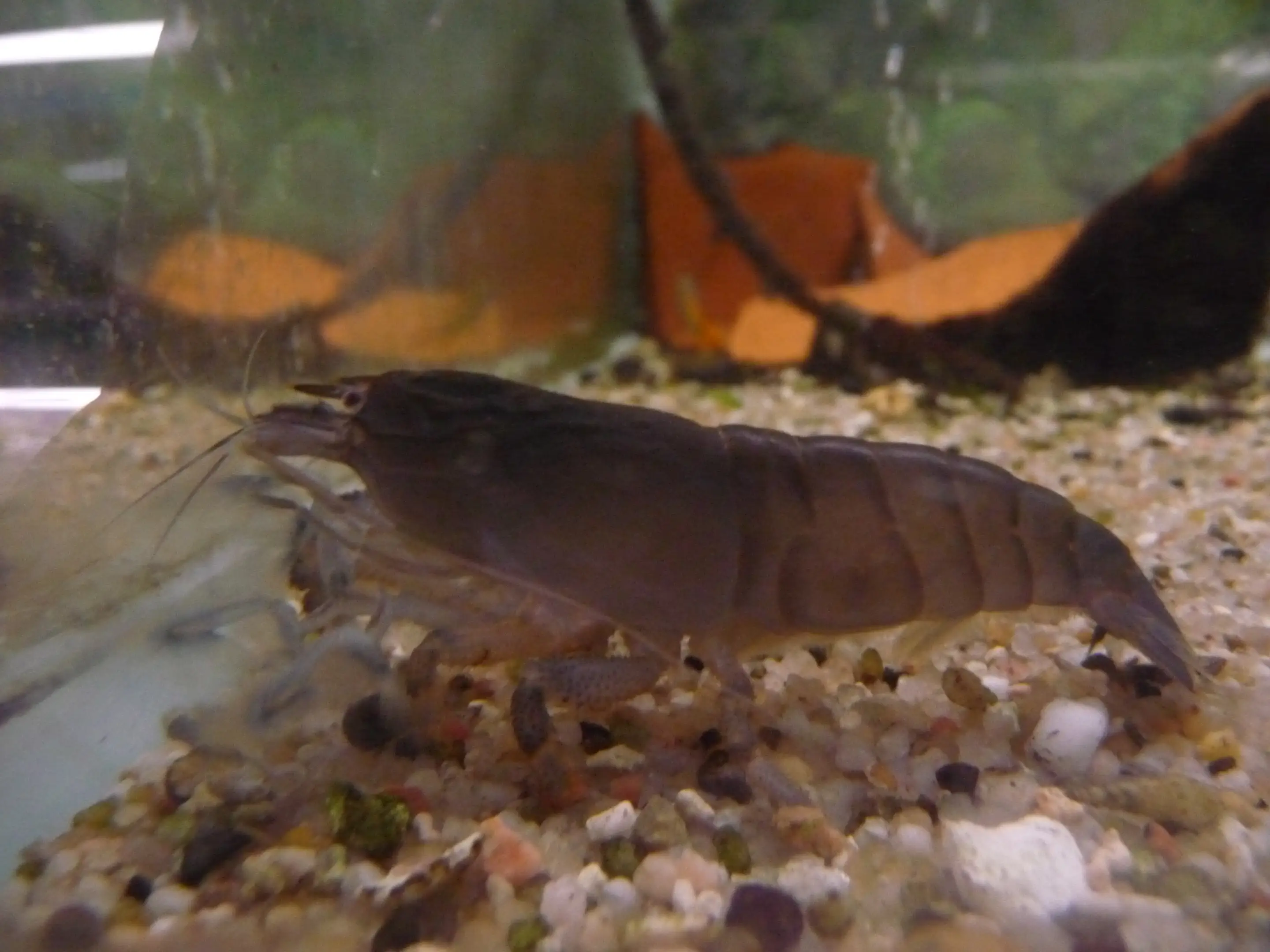 Gamba filtradora africana