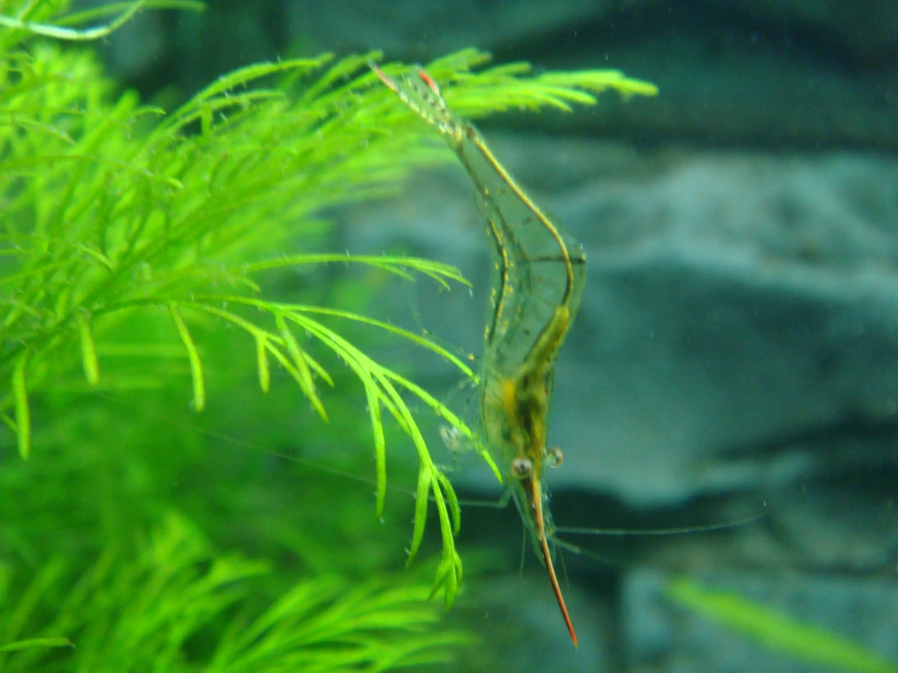 Gamba nariz roja