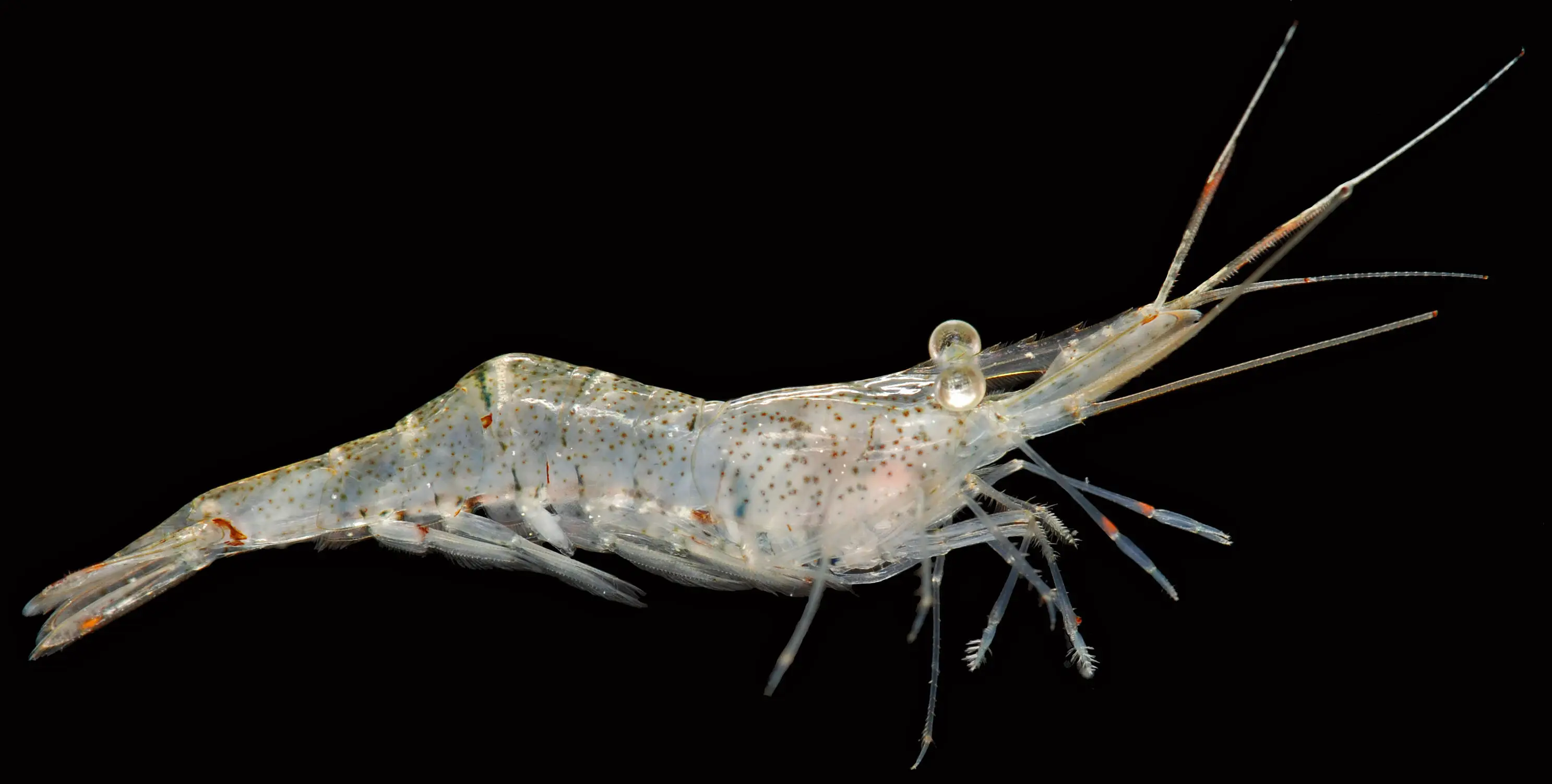 Gamba fantasma