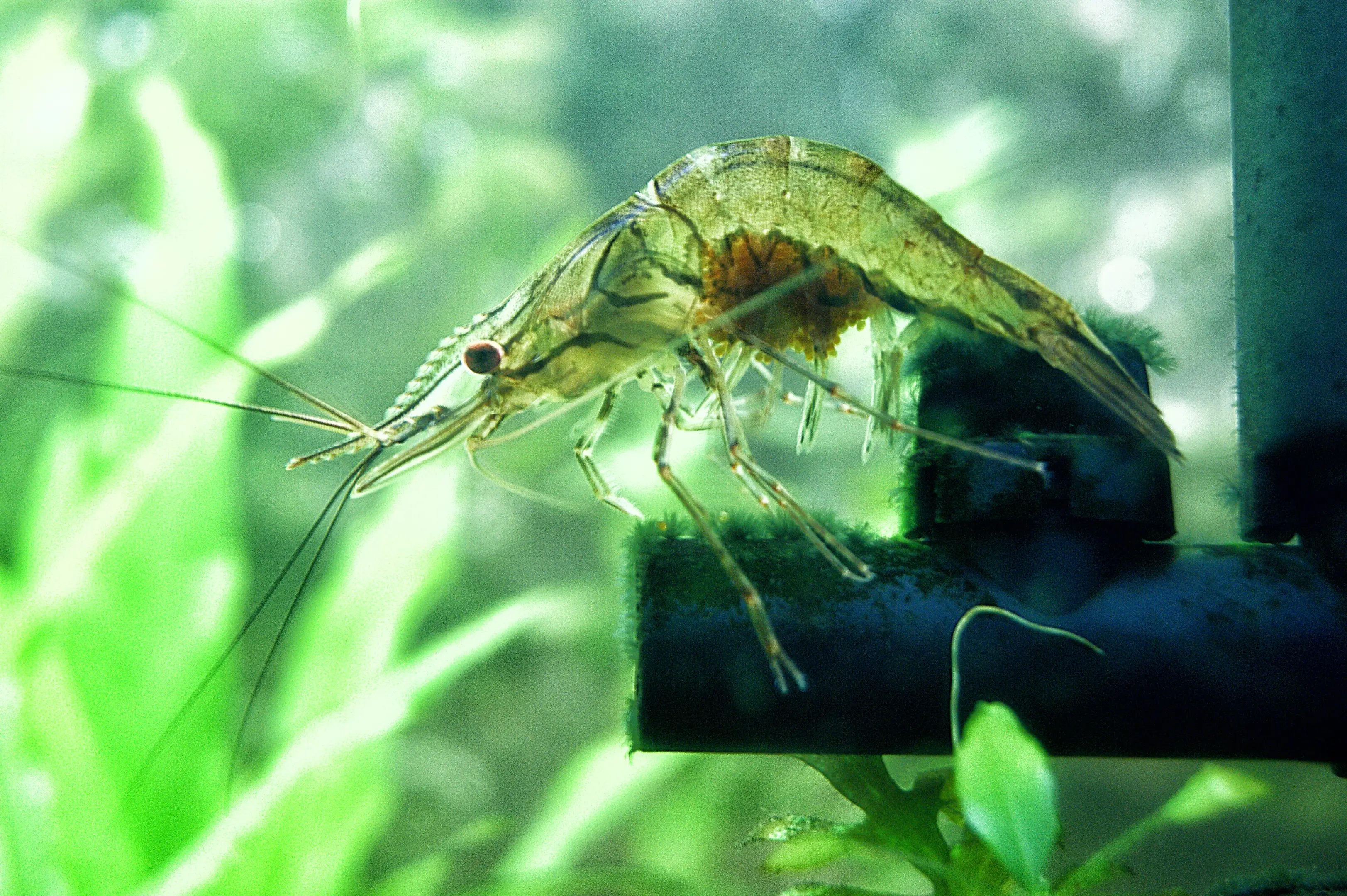 Gamba de cristal