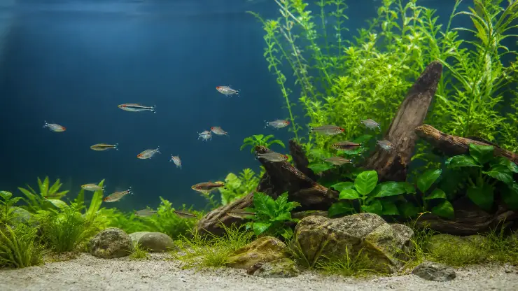 Cómo elegir peces para tu acuario sin equivocarte