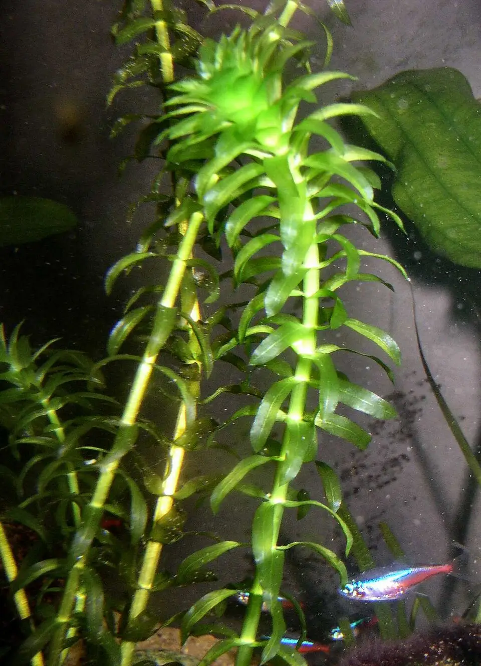 Egeria densa