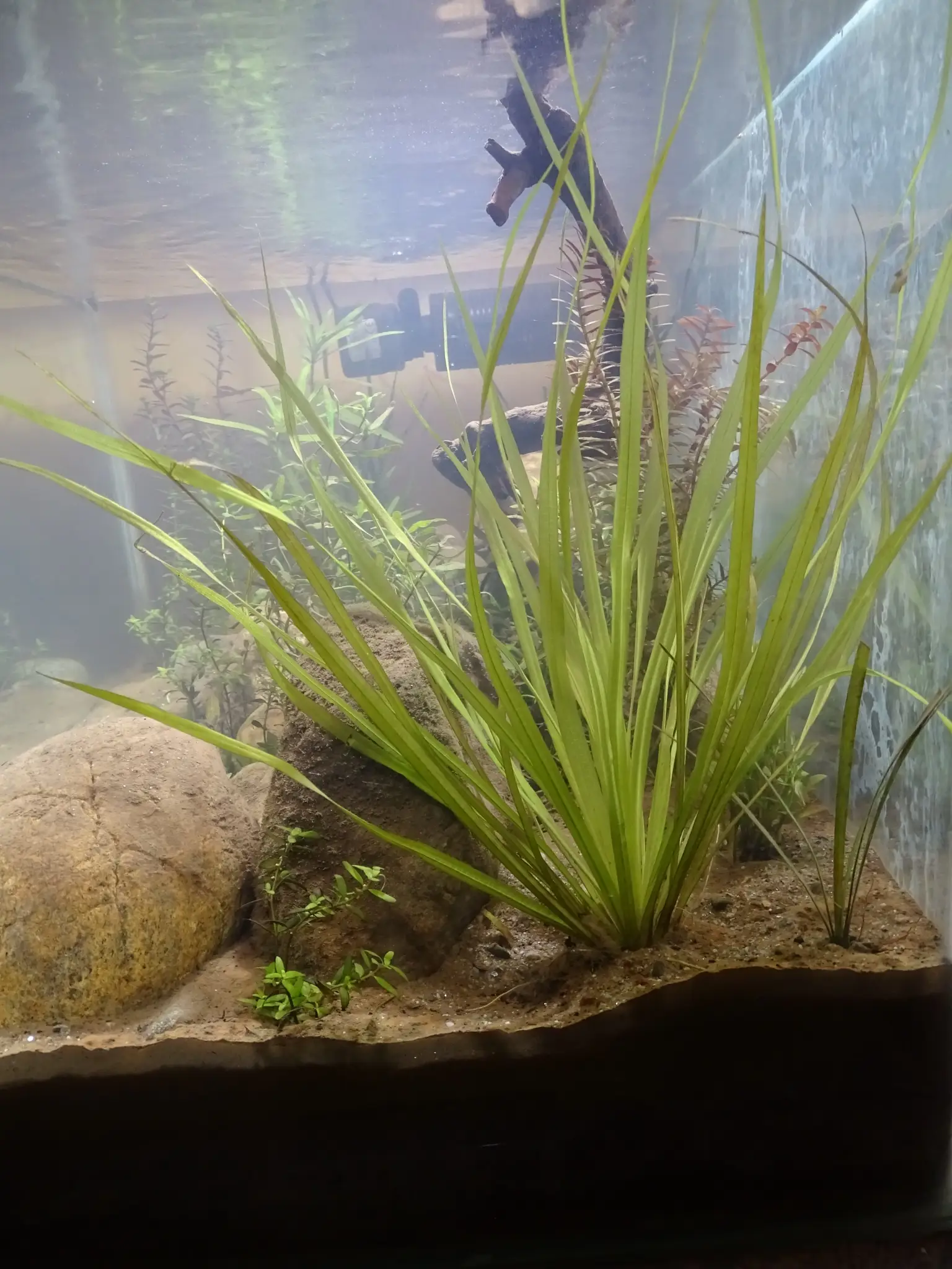 Blyxa japonica