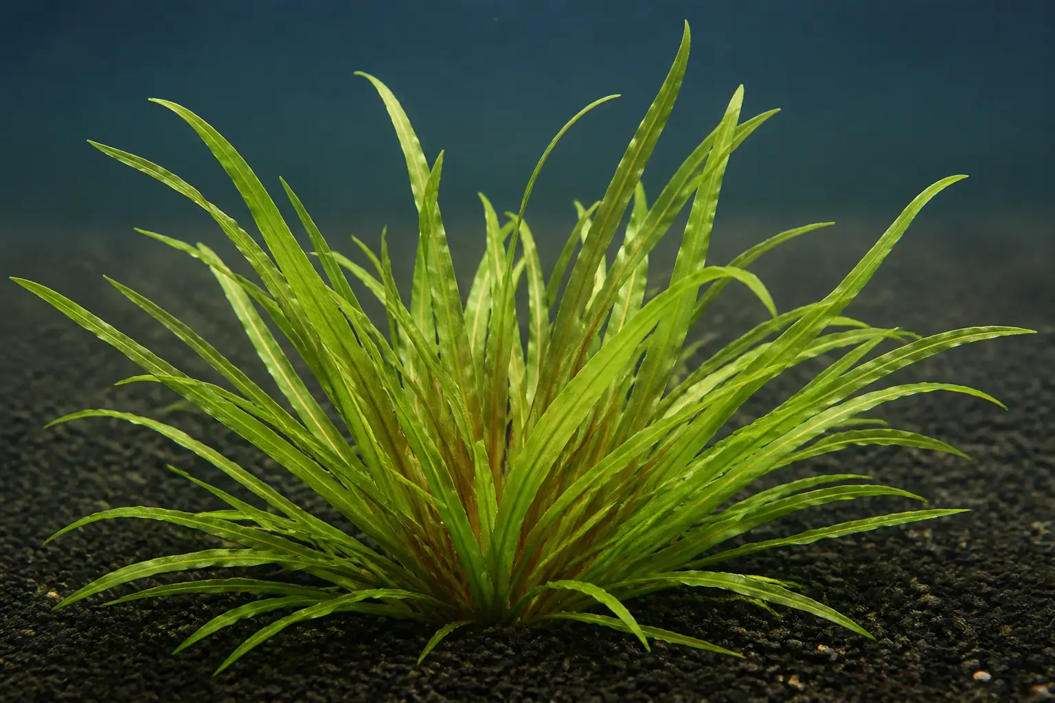 Blyxa japonica