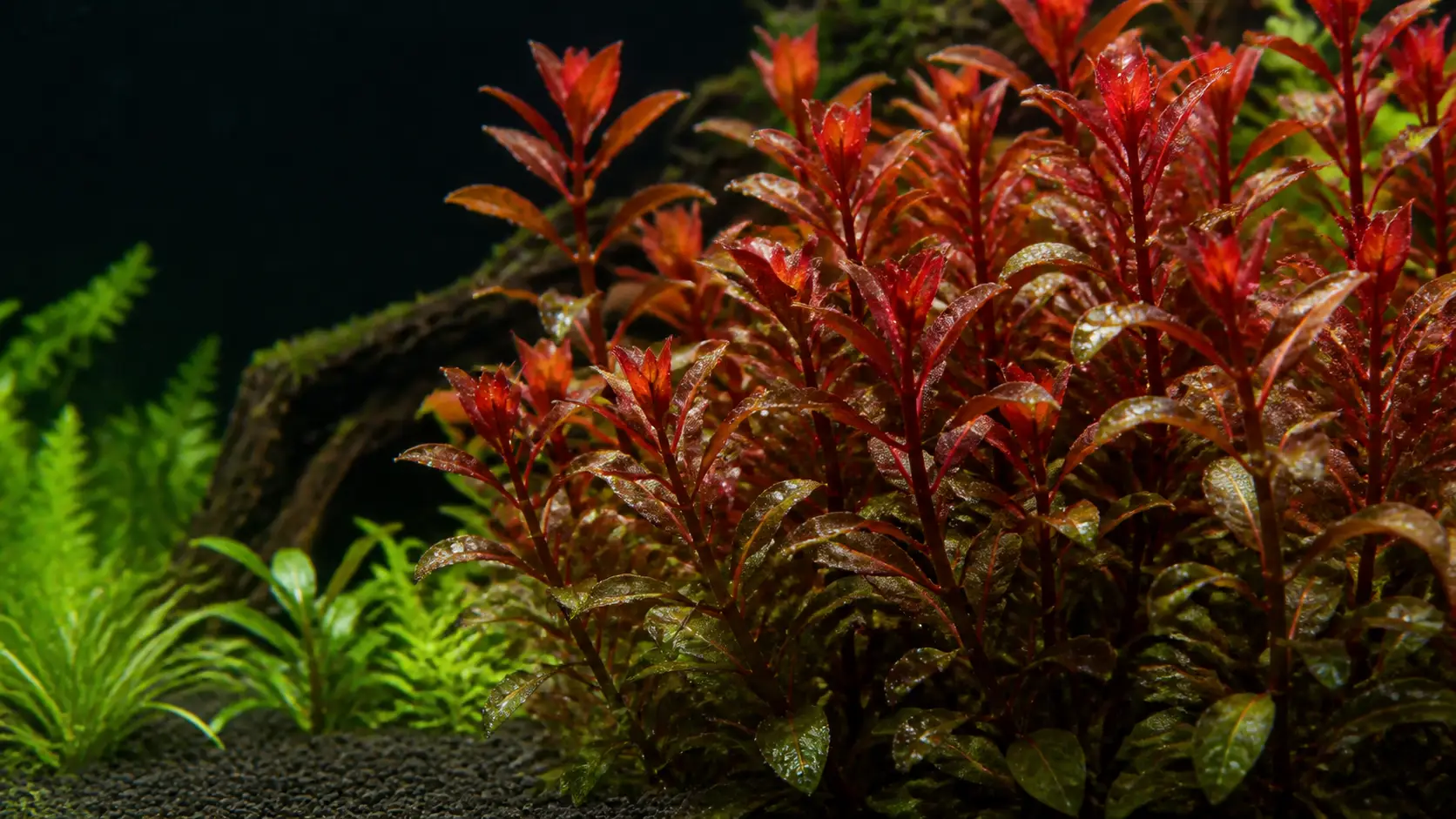 Ludwigia repens
