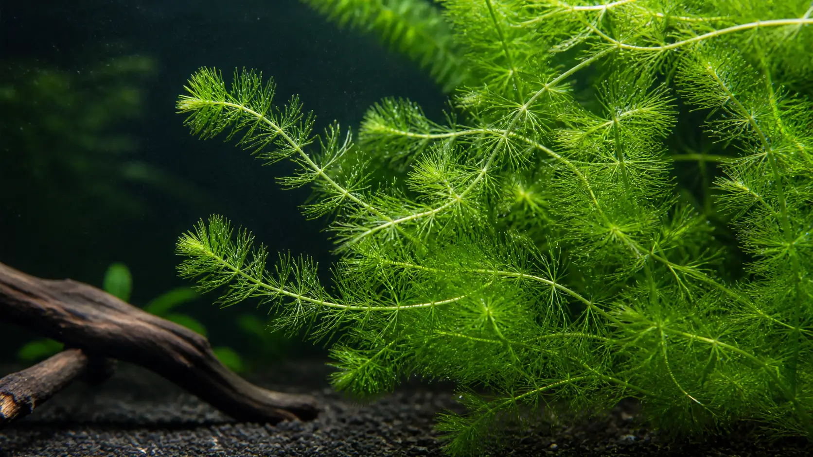 eratophyllum demersum